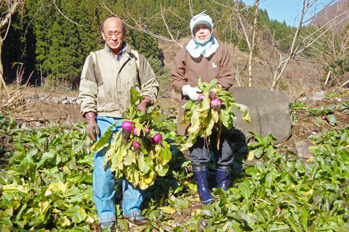 温海かぶ　赤かぶ　焼き畑農法