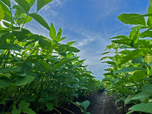 だだちゃ豆　在来野菜　在来作物