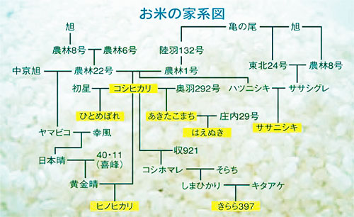 亀の尾　コシヒカリ　つや姫