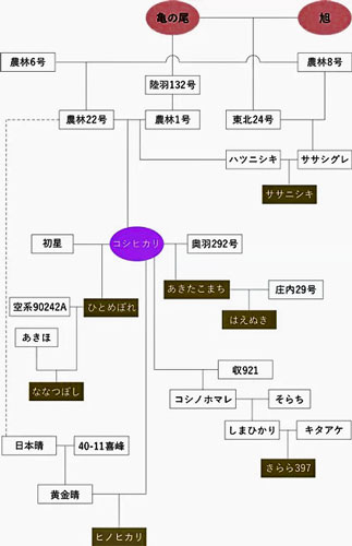 亀の尾　コシヒカリ　優良品種