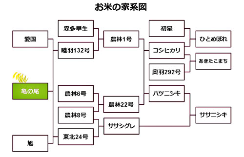 亀の尾　コシヒカリ　つや姫