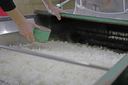酒米　うるち米　お米作り