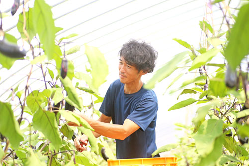 野菜不足　野菜生産　なす収穫