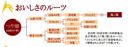 つや姫　亀の尾　ササニシキ