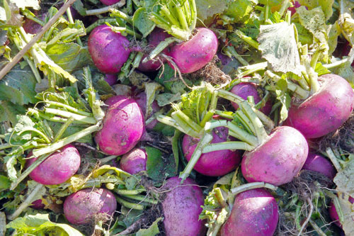 温海かぶ　赤かぶ　在来野菜