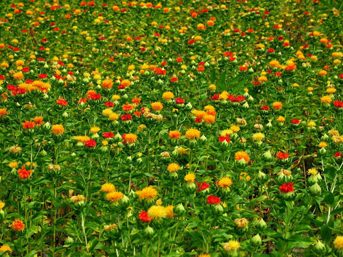 紅花　べにばな　紅餅