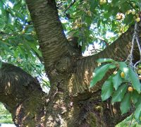 さくらんぼ　桜桃　佐藤錦