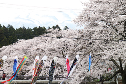 花見　ソメイヨシノ