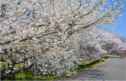 花見　ソメイヨシノ