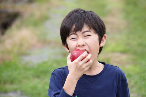 皮ごとサンふじ　サンふじ　山形りんご