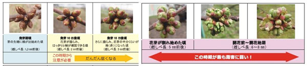 開花前の花芽の危険度　危険度の推移