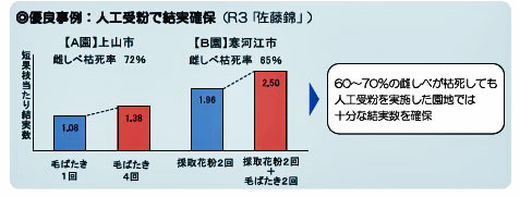 人工授粉で結実　人口受粉効果