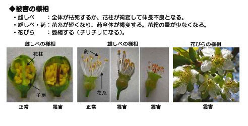 さくらんぼの雌しべ被害の比較　