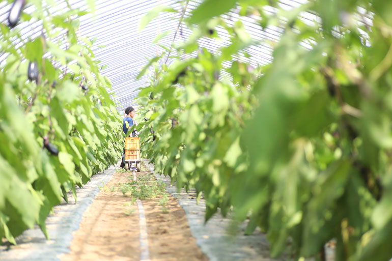 野菜生産　野菜収穫　茄子収穫