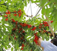 さくらんぼ　佐藤錦　さくらんぼ収穫