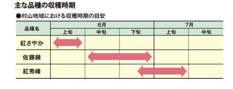 さくらんぼ品種別収穫時期