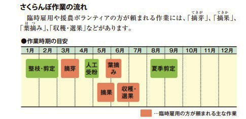 さくらんぼ年間作業体系