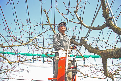 さくらんぼ剪定　佐藤錦剪定　サクランボ剪定