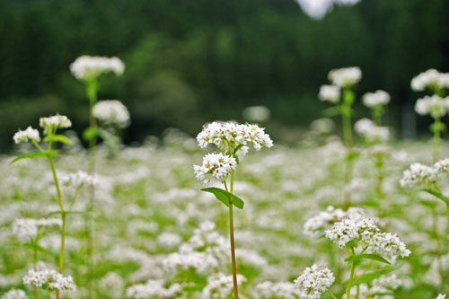 そば畑　ソバの花