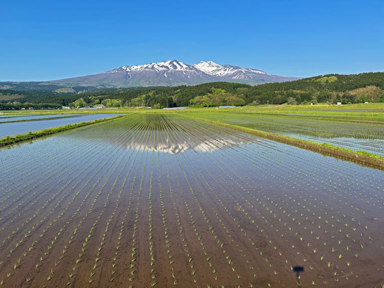 庄内平野　田植え　鳥海山