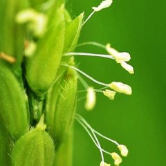 イネの開花　8月上旬