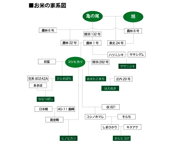 おコメ家系図