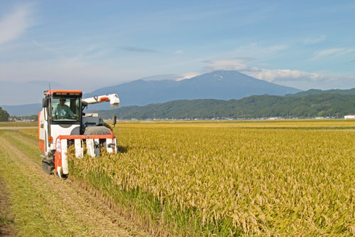 稲刈り風景 庄内平野のコメ作り