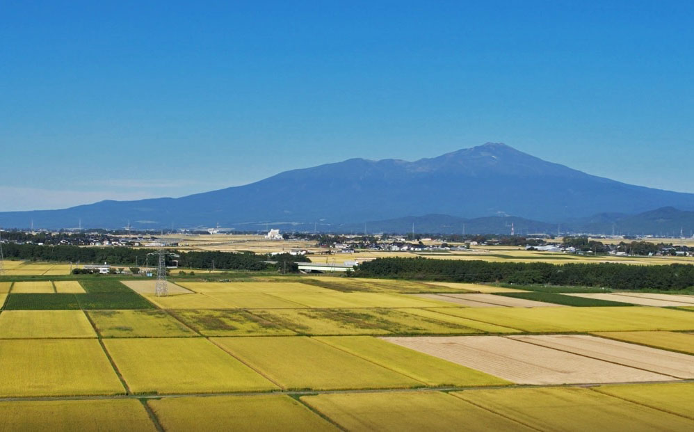庄内平野　稲刈り