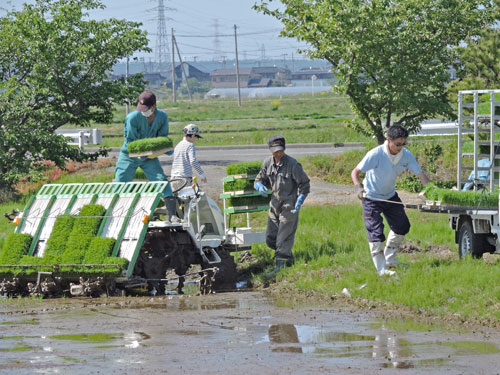田植え作業