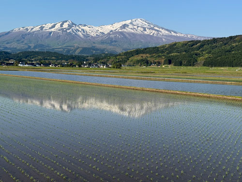 庄内平野米作り 5月