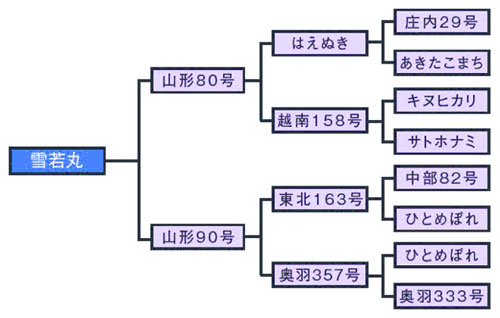 雪若丸の家系図