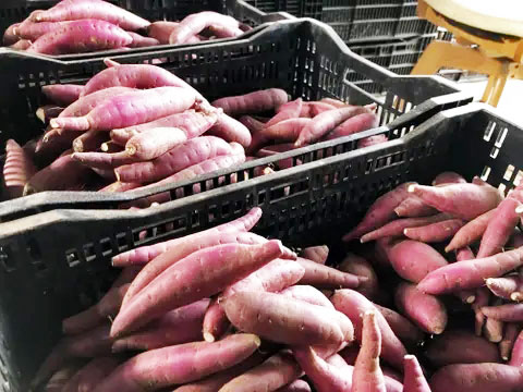 庄内砂丘さつまいも
