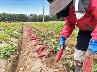 砂丘サツマイモ 紅はるか 庄内砂丘