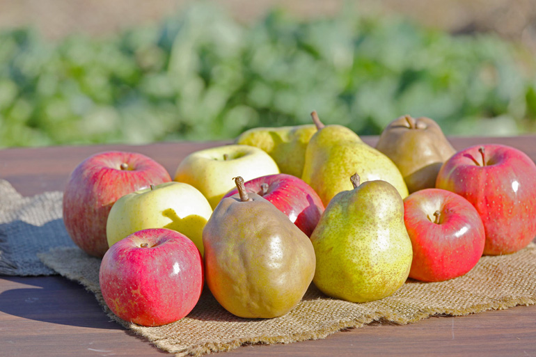 くだもの 果物 フルーツ