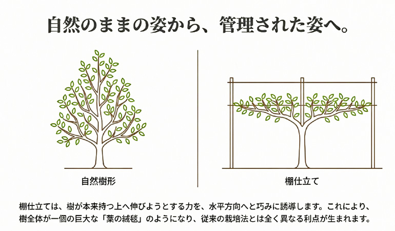 ラフランス慣行栽培との比較図