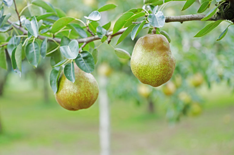 ラフランス ラ・フランス 西洋なし