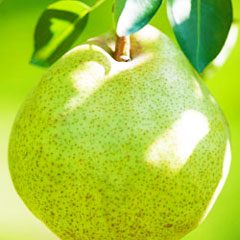 ラフランス　ラ・フランス　完熟ラフランス