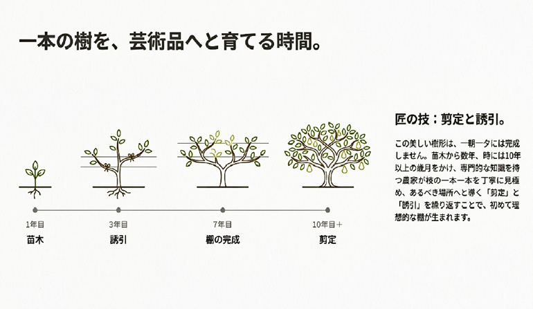 ラフランス棚仕立て栽培