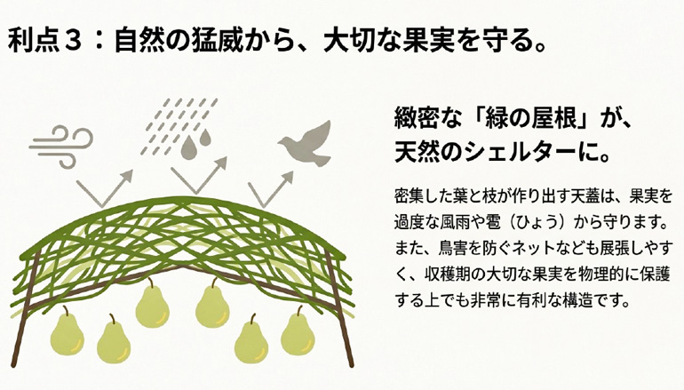 ラフランス棚仕立て