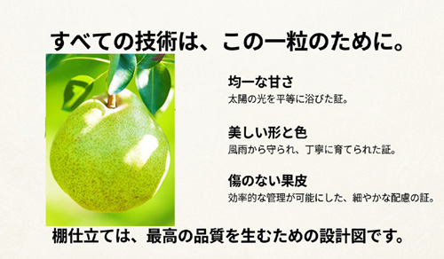 ラフランス ラフランス栽培 平棚仕立て