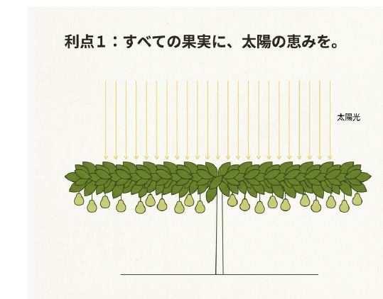 ラフランス棚仕立て 上山棚仕立てラフランス