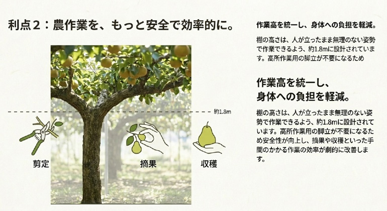 棚仕立てラフランス