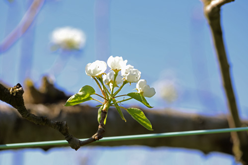 ラフランスの開花