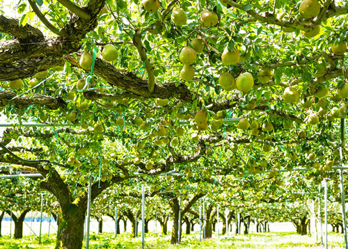 ラフランス棚仕立て栽培